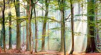 Wald-Sinfonie von Lars van de Goor Miniaturansicht