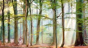 Wald-Sinfonie