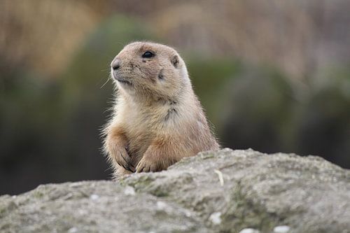 Focus op een klein knaagdier