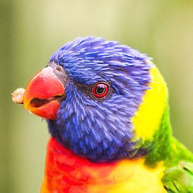 Prachtige kleurrijke vogel van WeVaFotografie