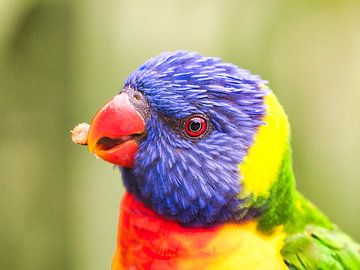 Schöner bunter Vogel