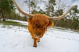 Scottish Highlander cattle in the snow during in a forest by Sjoerd van der Wal Photography