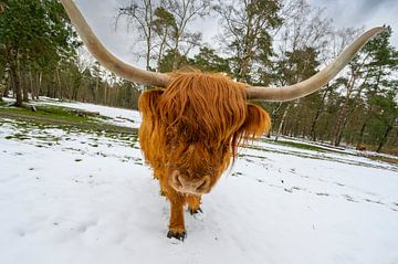 Schotse Hooglander vee in de sneeuw tijdens in het bos van Sjoerd van der Wal