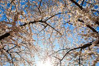 Kersenbloesem met tegenlicht in de lente