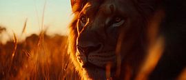 Majestic lion in the evening sun by Poster Art Shop