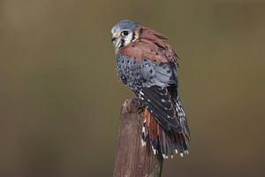 Crécerelle d'Amérique (Falco sparverius)