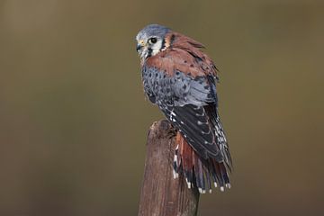 Amerikaanse Torenvalk (Falco sparverius) van Ronald Pol