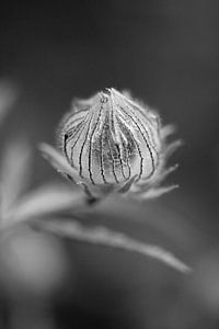 Lanterne de fleur de trois heures sur Tot Kijk Fotografie: natuur aan de muur