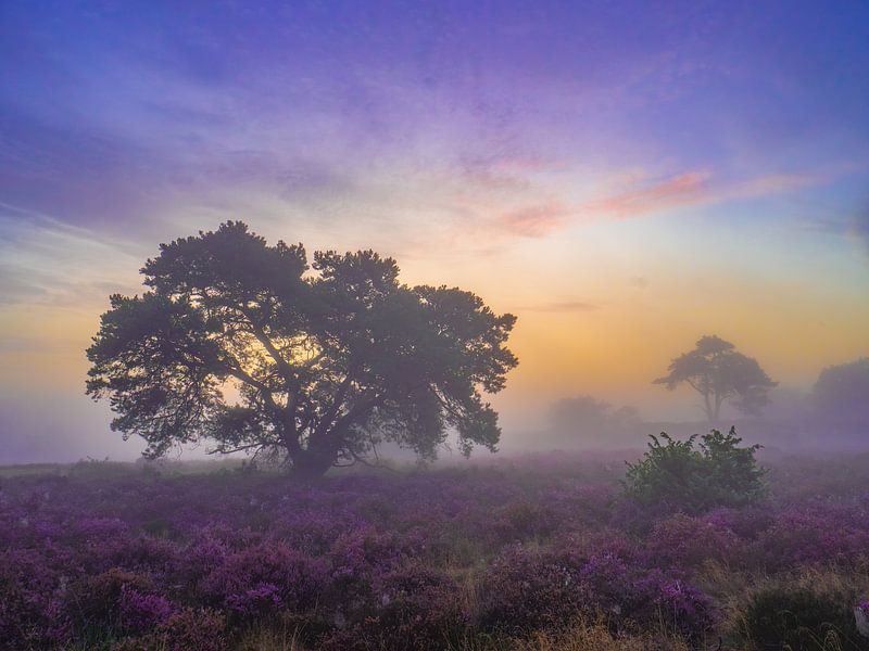 goedemorgen heide van snippefotografie