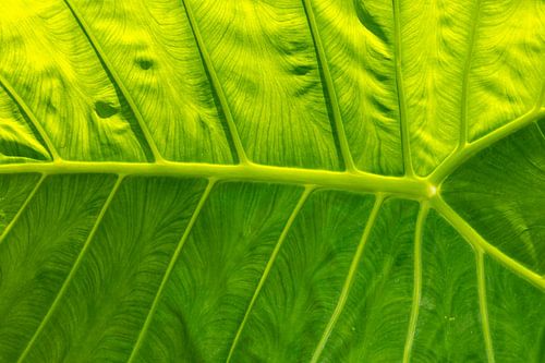 Structure d'une feuille