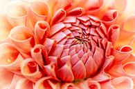 heart flower by Alexander Cox thumbnail