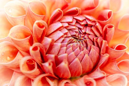 heart flower by Alexander Cox