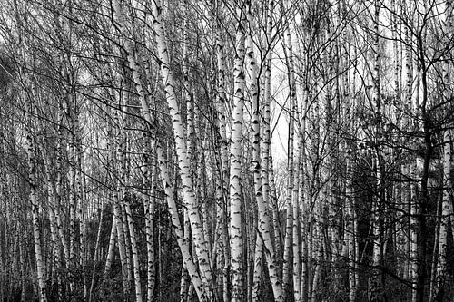 Birch Forest