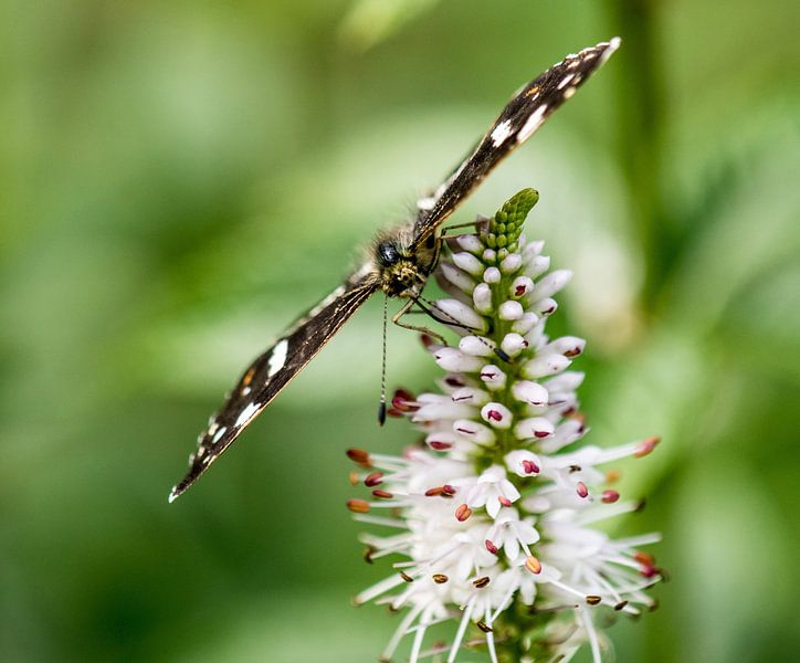 Landkaartje vlinder. von Robert Moeliker