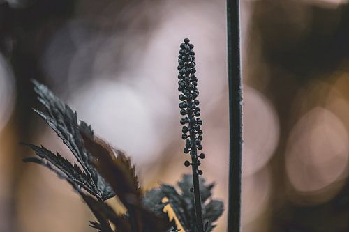 Drimia maritima blossomed