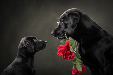 Valentijn Hond van Marielle Vlaar