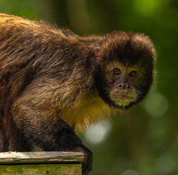 Capuchin monkey. by Wouter Van der Zwan