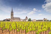 The vineyards of Pomerol