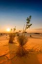 Coucher de soleil sur le White Sands National Monument par Melanie Viola Aperçu
