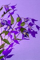 Fleur avec ombre colorée