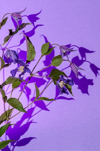 Fleur avec ombre colorée