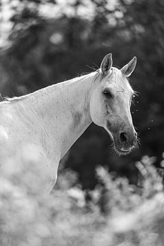 Stille Getuige - Het Witte Paard en de Fluisterende Wind van Femke Ketelaar