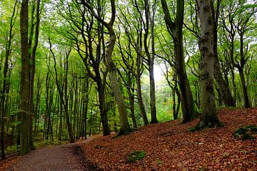 Maiwald by Ostsee Bilder