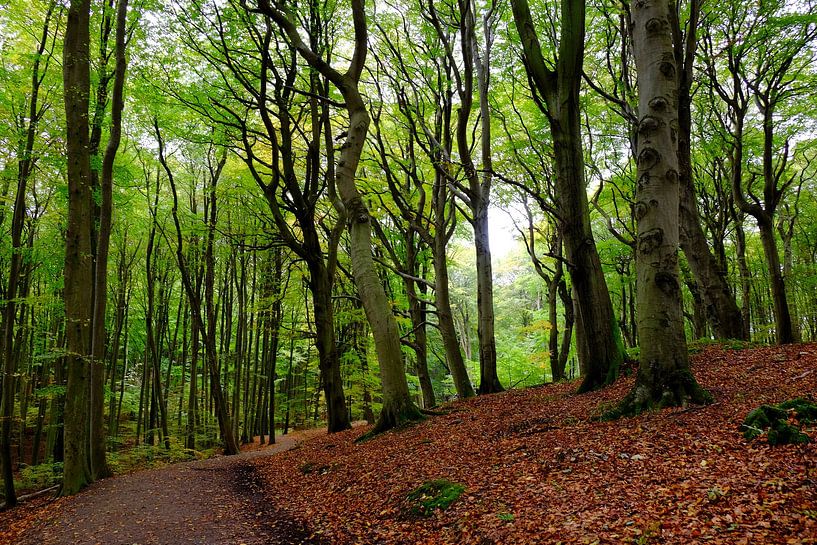 Maiwald von Ostsee Bilder