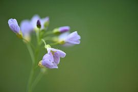 Tige blanche pourpre