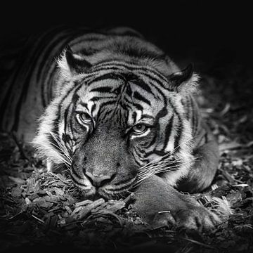 Blik van een Sumatraanse tijger -  zwartwit foto van Jolanda Aalbers