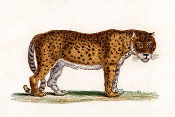 Leopard by Liesbeth Govers voor Santmedia.nl