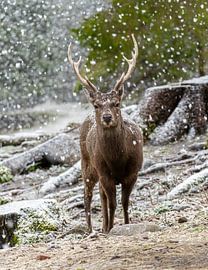 Stag by Hans-Bernd Lichtblau
