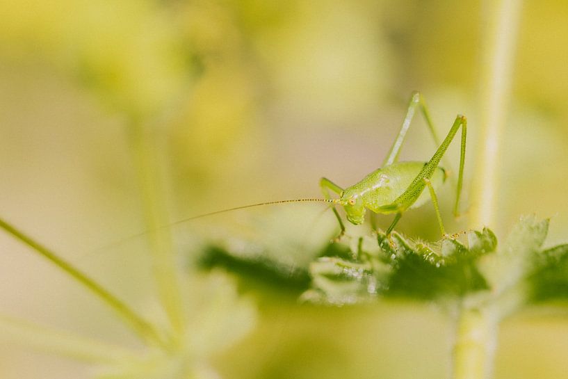 Grasshopper on a leaf by Jan