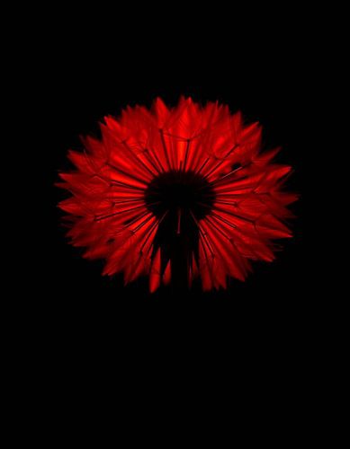 „Ember Dandelion XI“