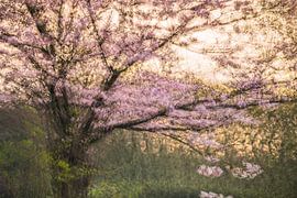 Arboretum Part 42 by Tania Perneel