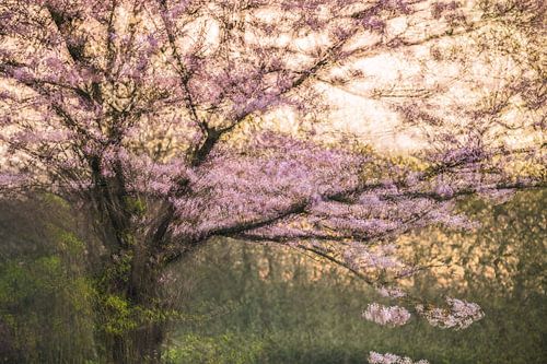 Arboretum Teil 42 von Tania Perneel