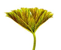 Plant restructured