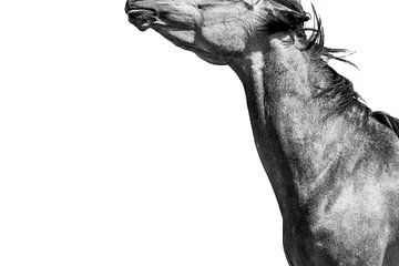 Paard Abstract in Beweging in Zwart-Wit van Femke Ketelaar