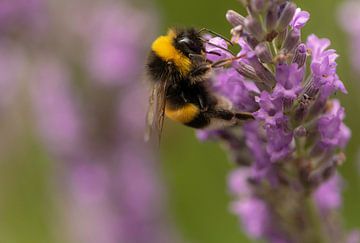 Bumblebee in the lavender by Silvia Groenendijk