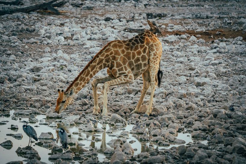 Giraffe trinkt am Wasserloch im Etosha-Nationalpark in Namibia, Afrika von Patrick Groß