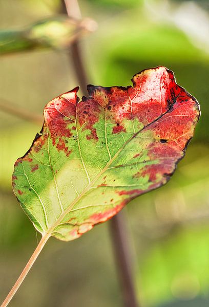 Mooie verlichte blad in de herfst kleuren in een groen bos van Tony Vingerhoets