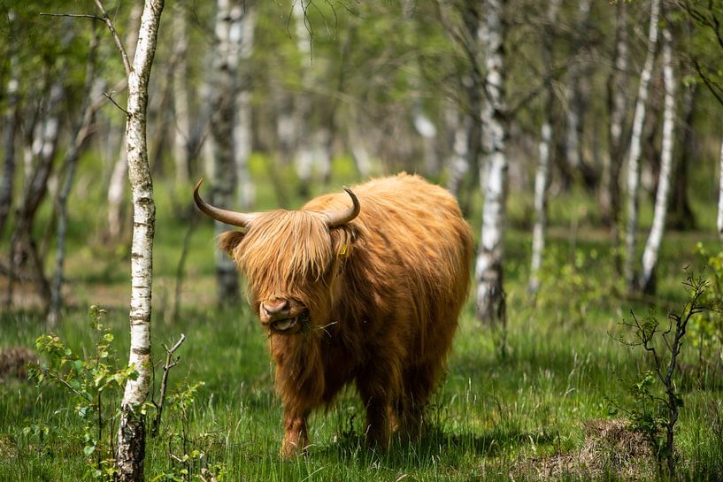Weidende schottische Highlander! von Peter Haastrecht, van