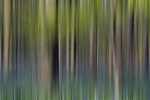 Hallerbos Abstract