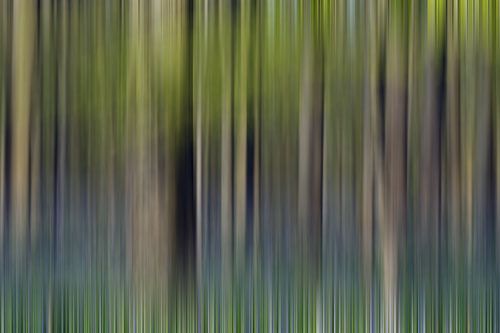 Haller forest abstract