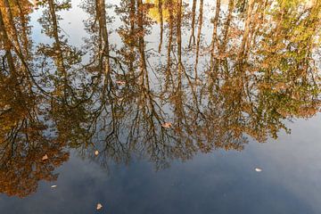 Bomen weerspiegeling / Tree reflection