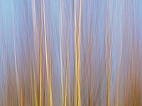 ICM birch forest