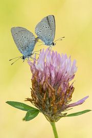 Mating bluebells on red clover by Thijs van den Burg
