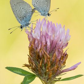 Mating bluebells on red clover by Thijs van den Burg