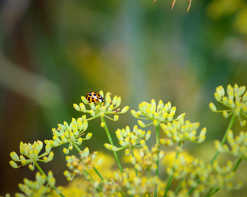 La coccinelle…