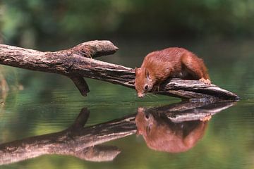 Squirrel on a branch above the water by Jolanda Aalbers